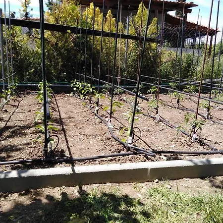 Viktoria Halkidiki فيلة *